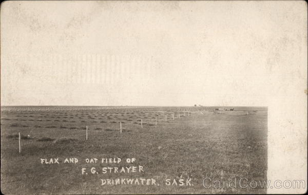 Flax and Oat Field of F.G. Strayer Drinkwater SK Canada