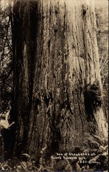 One of Thousands of Redwoods Postcard