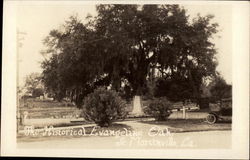The Historical Evangeline Oak Postcard