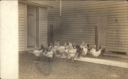 Flock of Hens in Yard Postcard