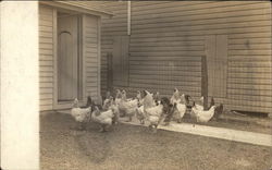 Flock of Hens in Yard Flock of Hens in Yard