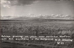Antelope on the Montana Plains Postcard