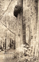 Peculiar Growth of Redwood Burl, Muir Woods Mill Valley, CA Postcard Postcard