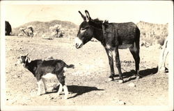 Donkey and Goat Postcard