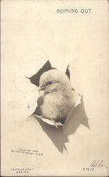 Chick Breaking Through Paper Postcard