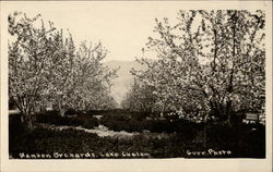Orchards,Lake Chelan Postcard