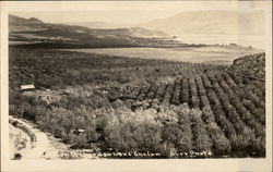 Orchard, Lake Chelan Postcard
