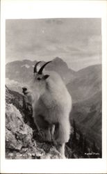 Mountain Goat Postcard