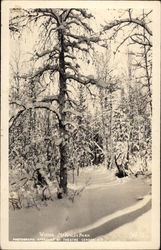 Winter - McKinley Park Winter - McKinley Park