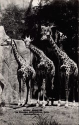 Masai Giraffes, The Chicago Zoological Park Brookfield, IL Postcard Postcard