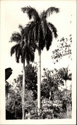 Climbing the Royal Palm, Algibe Farm Postcard