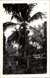 Coca-Nut, Algibe Farm Havana, Cuba Postcard Postcard