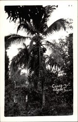 Coca-Nut, Algibe Farm Postcard