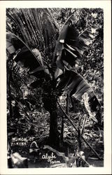 Bunch of Banana, Algibe Farm Postcard
