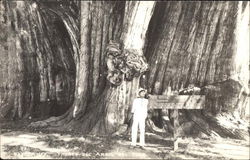 Man in Front of Huge Tree Postcard