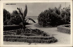 Garden Scene Postcard