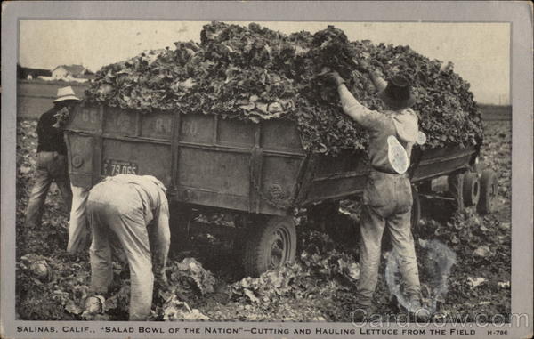 Salad Bowl of the Nation - Cutting & Hauling Lettuce from the Field Salinas California