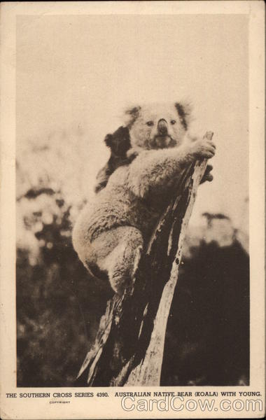 Australian Native Bear (Koala) with young Bears