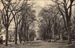 The Two-Century Old Green In Spring Postcard