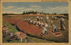 Harvesting Cranberries on Cape Code Massachusetts Postcard Postcard