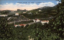 Avocado Groves Postcard