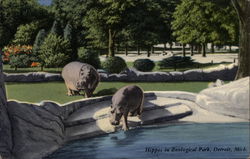 Hippos in Zoological Park Postcard