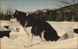 Eskimo Sled Dog Postcard