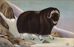 Musk-ox in Snow-Covered Mountains Postcard