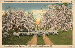 Scene in Famous J. Andrew Cohill Orchards between Hagerstown and Cumberland Postcard