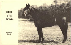 Rule the Wind Standard Bred Horses Postcard Postcard