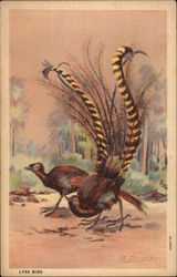 Lyre Bird Lyre Bird