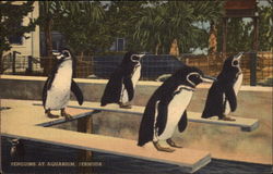 Penguins at Aquarium Postcard
