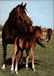 Mare with foal from Groningen Horses Postcard Postcard