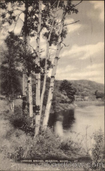 Lakeside Birches Bridgton Maine