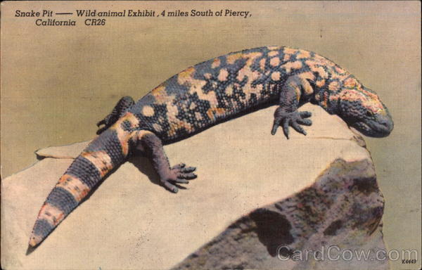 Gila Monster at Snake Pit - Wild Animal Exhibit Piercy California
