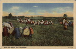 Harvesting Rice Postcard