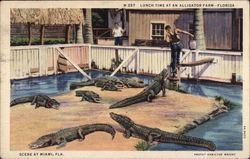 Lunch Time at an Alligator Farm Postcard