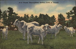 Florida Thoroughbred Brahma Cattle at Arcadia Cows & Cattle Postcard Postcard