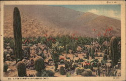 A Few Varieties of Desert Cacti Postcard