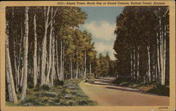 Aspen Trees, North Rim of Grand Canyon, Kaibab Forest Williams, AZ Postcard Postcard