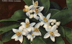 Florida Orange Blossoms Postcard