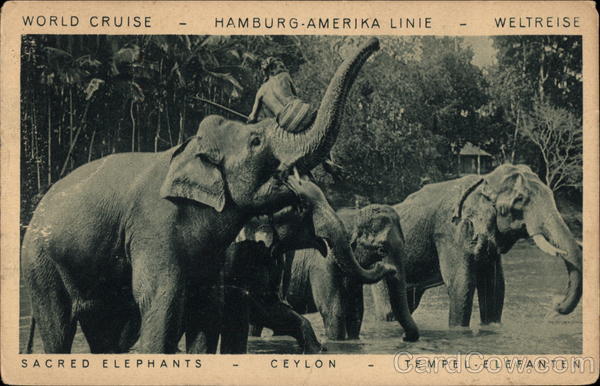 Sacred Elephants Sri Lanka Southeast Asia