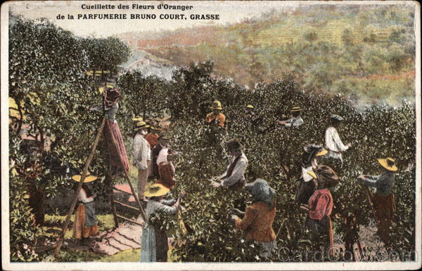 Harvesting Orange Flowers at Parfumerie Bruno Court Grasse France
