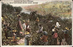 Harvesting Orange Flowers at Parfumerie Bruno Court Postcard