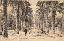 Avenue des Palmiers Postcard