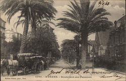 Boulevard des Palmiers Postcard