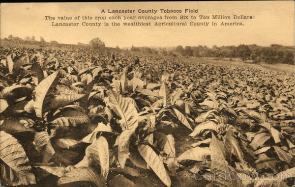 A Lancaster County Tobacco Field Pennsylvania