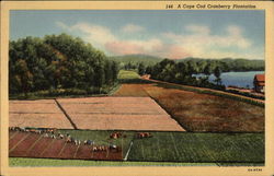 A Cape Cod Cranberry Plantation Postcard