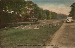 Echo Lake Park - Feeding Wild Ducks Westfield, NJ Postcard Postcard