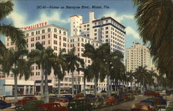 Palms on Biscayne Blvd Postcard